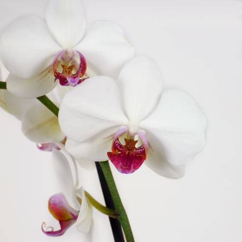 Orchide papillon Blanche, Phalaenopsis