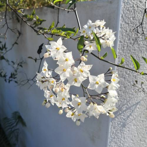 Morelle faux jasmin  fleurs blanches