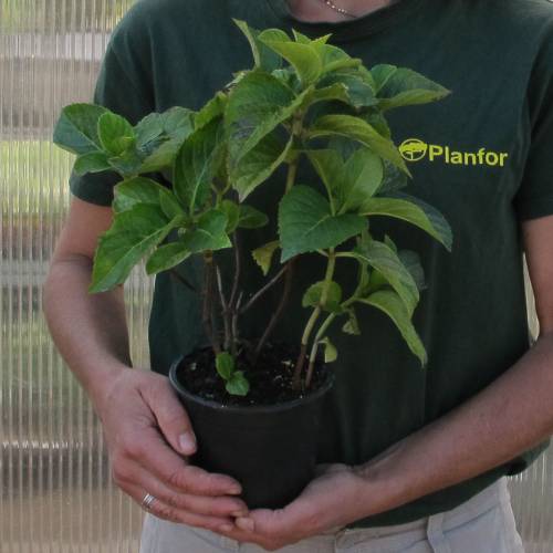 Hortensia 'Rotschwanz'