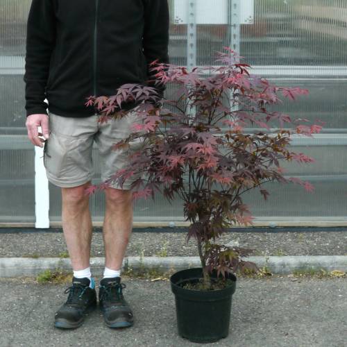 Erable du Japon 'Bloodgood'