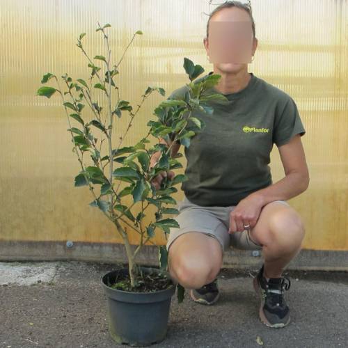 Hamamlis 'Arnold Promise'