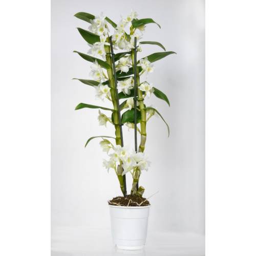 Orchide bambou - Blanche