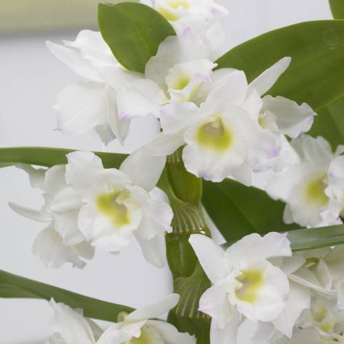 Orchide bambou - Blanche