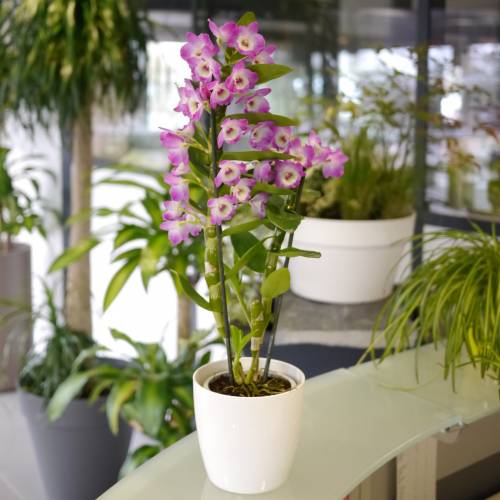 Orchide bambou - Mauve