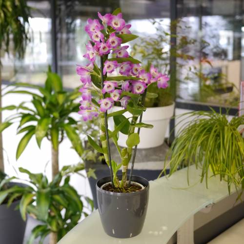 Orchide bambou - Mauve