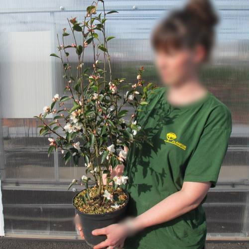 Jardinire de printemps 'Spring Cube Camellia'