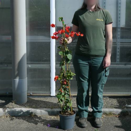 Bougainvillier orange