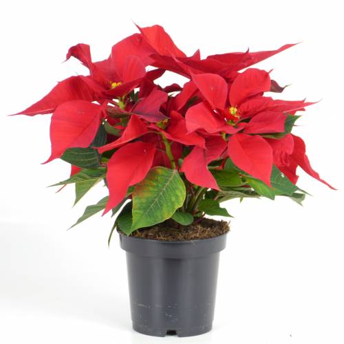 Poinsettia rouge, Etoile de Noël : vente Poinsettia rouge, Etoile de Noël /  Euphorbia pulcherrima