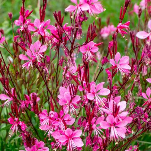 Gaura rose de Lindheimer