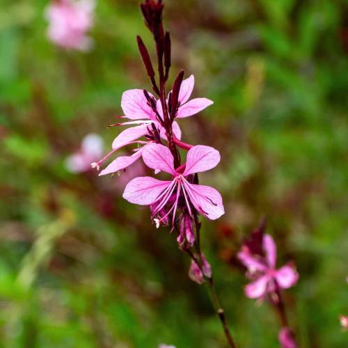 Gaura rose de Lindheimer