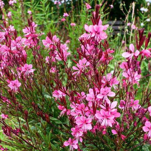 Gaura rose de Lindheimer