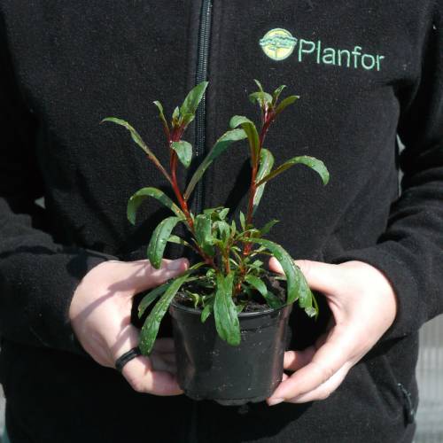 Gaura rouge de Lindheimer