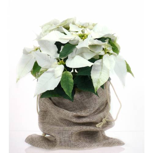 Poinsettia blanc, Etoile de Noël blanche : vente Poinsettia blanc, Etoile  de Noël blanche / Euphorbia pulcherrima alba