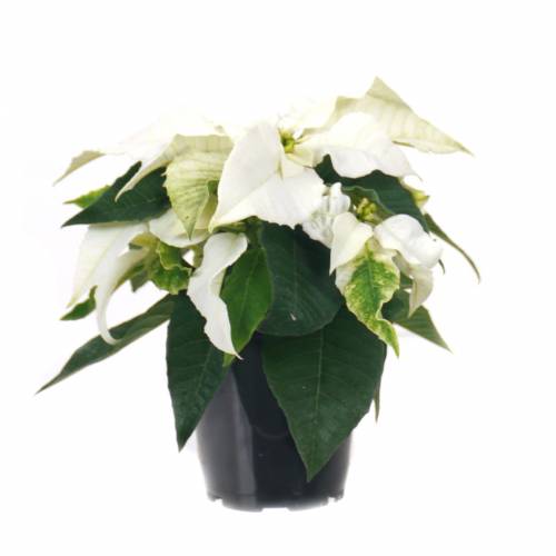 Poinsettia blanc, Etoile de Noël blanche : vente Poinsettia blanc, Etoile  de Noël blanche / Euphorbia pulcherrima alba