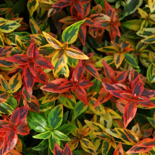 Abelia panach multicolore