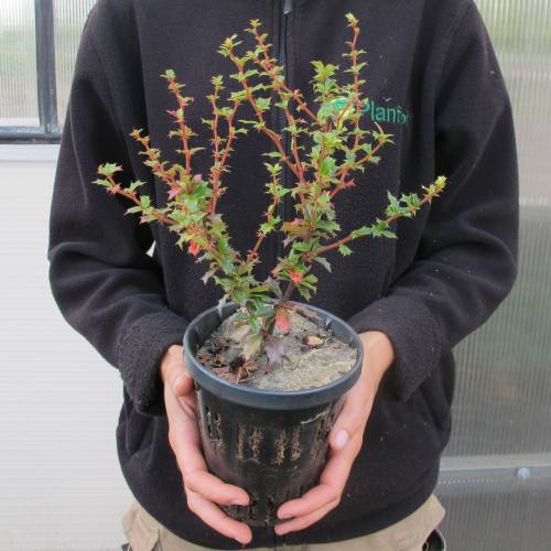 Berberis de Darwin, Epine-vinette de Darwin