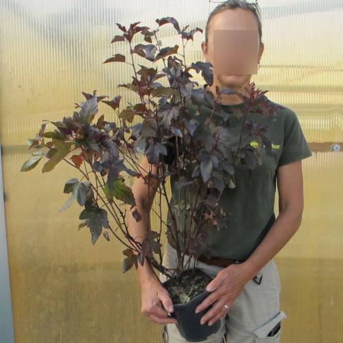 Physocarpe  feuilles d'Obier 'Lady in Red'