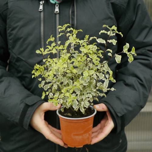 Pittospore  petites feuilles panaches