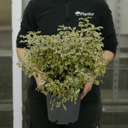 Pittospore � petites feuilles panach�es