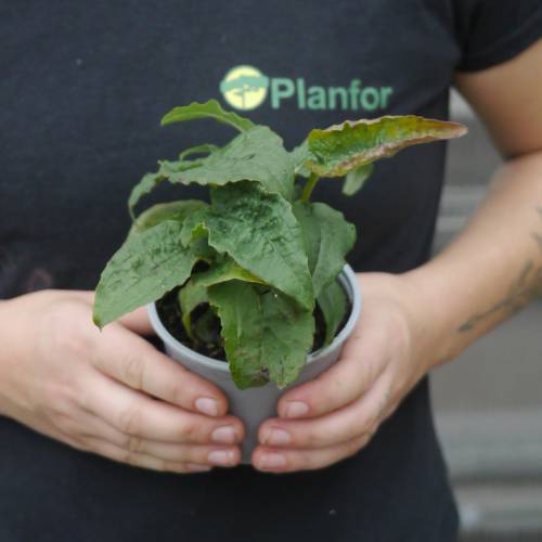 Echinac�e 'Green Twister'