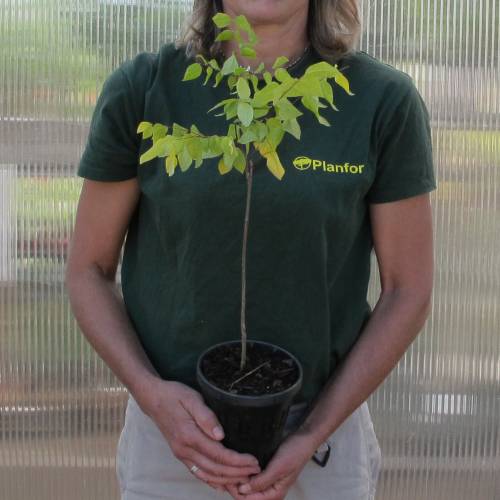 Arbre  caf du Kentucky, Chicot du Canada