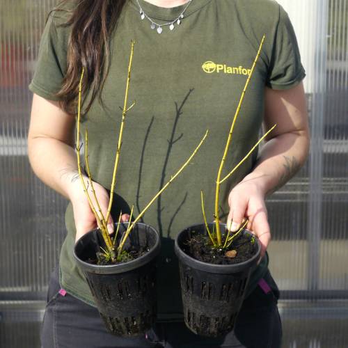 Cornouiller � bois jaune