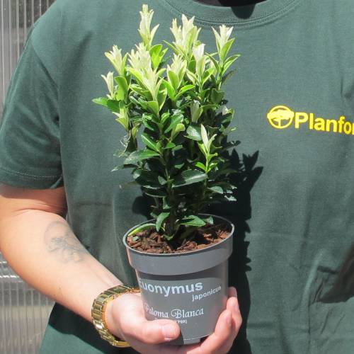 Fusain du Japon � pousses blanches 'Paloma blanca'