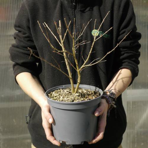 Lilas d'�t� rouge