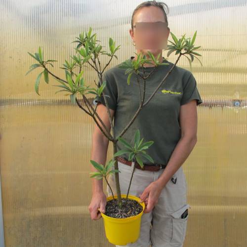 Buisson papier  fleurs d'or, Edgeworthie