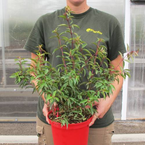 Fuchsia royal comestible