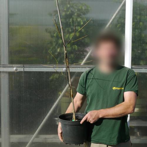 Virgilier  bois jaune