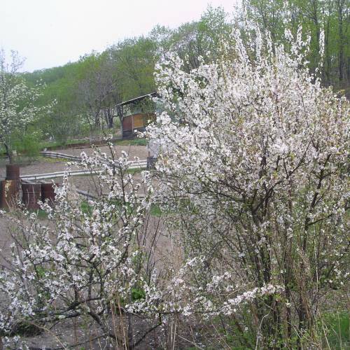 Cerisier du Nankin, Ragouminier Baies rouges