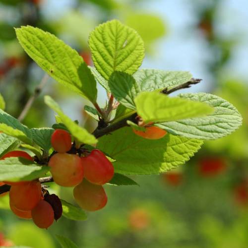 Cerisier du Nankin, Ragouminier Baies rouges