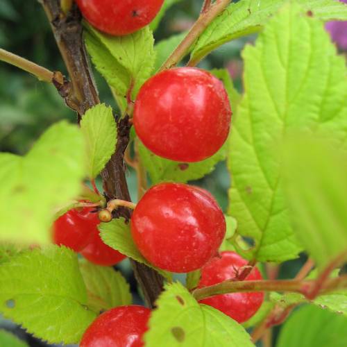 Cerisier du Nankin, Ragouminier Baies rouges