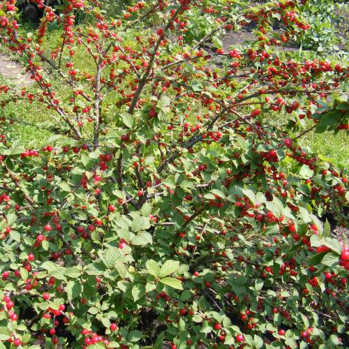 Cerisier du Nankin, Ragouminier Baies rouges