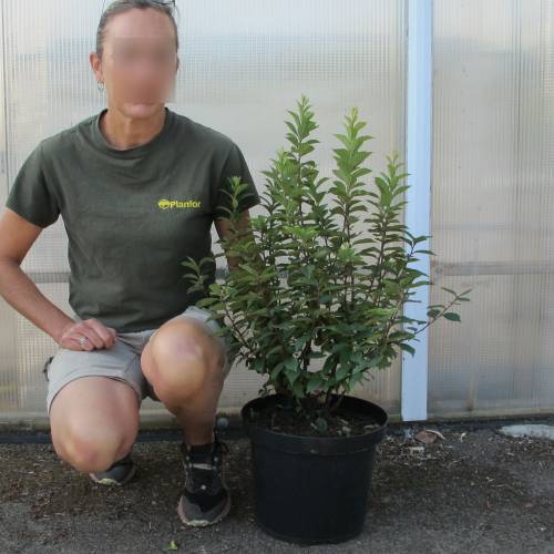 Cerisier du Nankin, Ragouminier Baies rouges