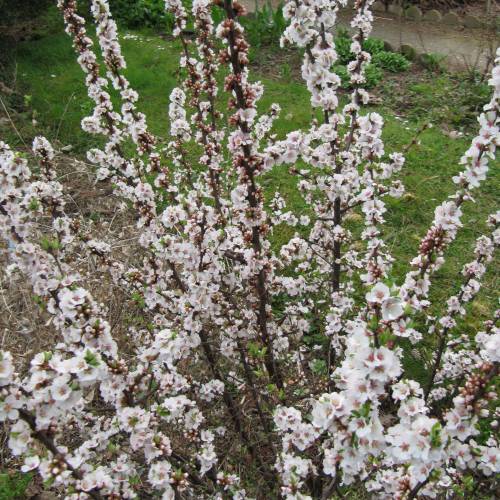 Cerisier du Nankin, Ragouminier