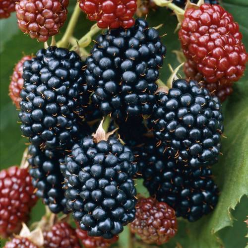 M�rier sans �pine