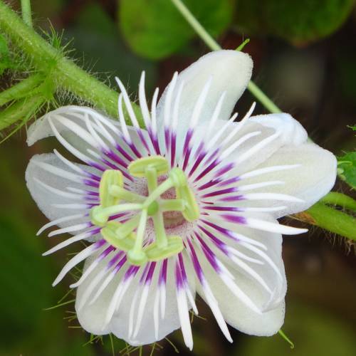 Passiflore blanche : vente Passiflore blanche / Passiflora alba