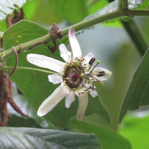 Passiflore blanche : vente Passiflore blanche / Passiflora alba