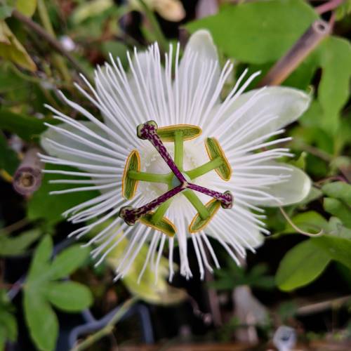 Passiflore blanche
