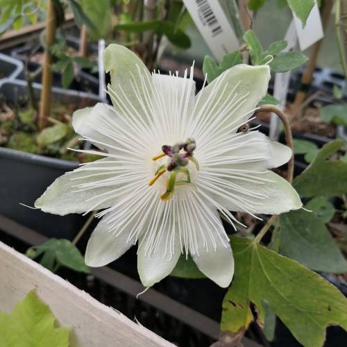 Passiflore blanche