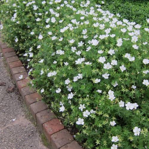 Géranium vivace à fleurs blanches