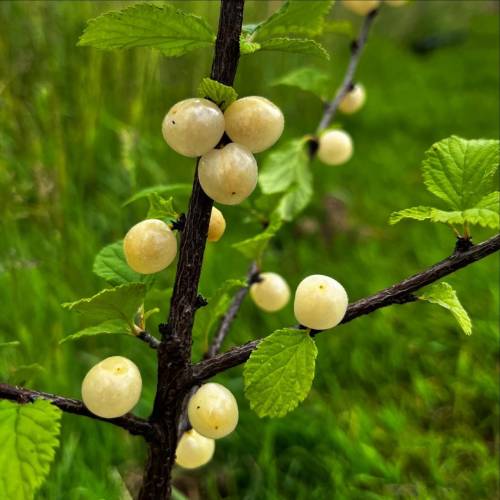 Cerisier du Nankin, Ragouminier Baies blanches