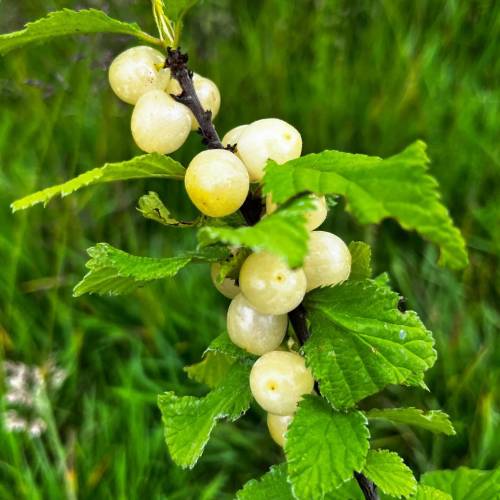 Cerisier du Nankin, Ragouminier Baies blanches