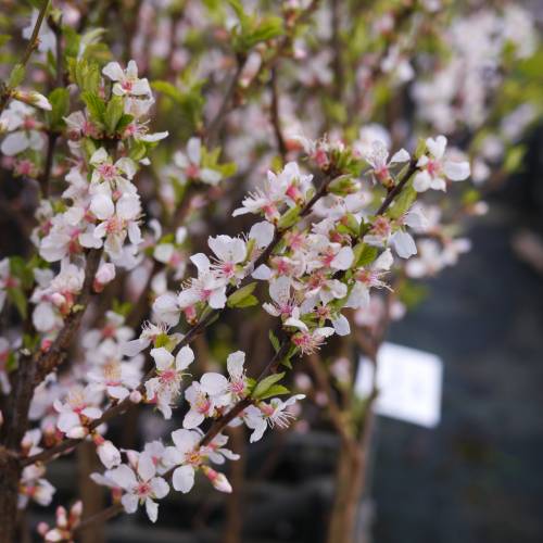 Cerisier du Nankin, Ragouminier Baies blanches