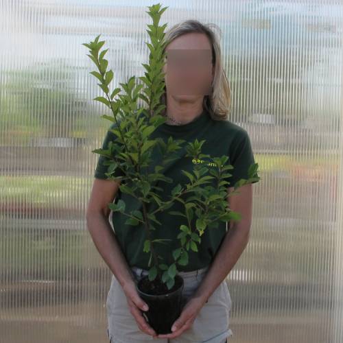 Cerisier du Nankin, Ragouminier Baies blanches