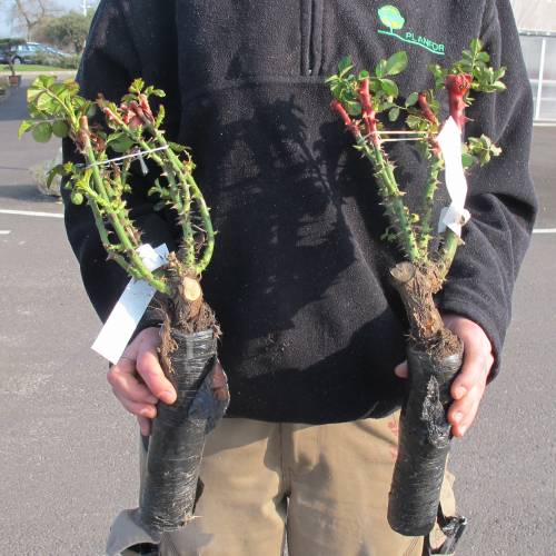 Rosier 'Abricot Terrazza'