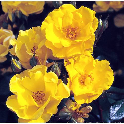 Rosier 'Golden Nugget'