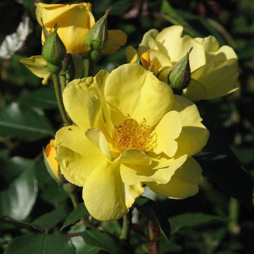 Rosier 'Golden Nugget'